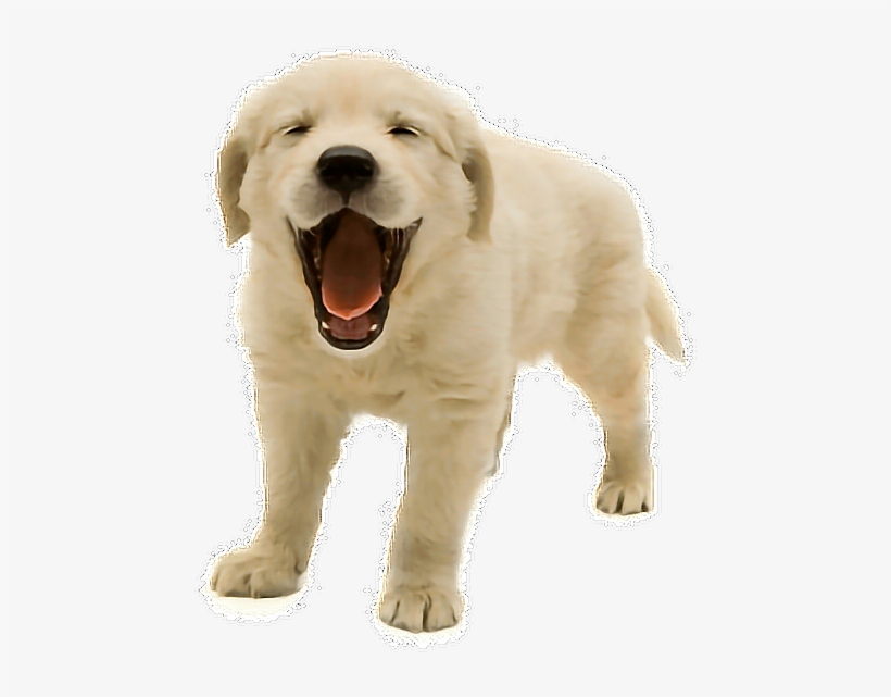 Png Sticker - Scottish Sspca, transparent png download