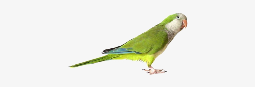 Green Cute Parrot Transparent Png Images - Quaker Parrot, transparent png download