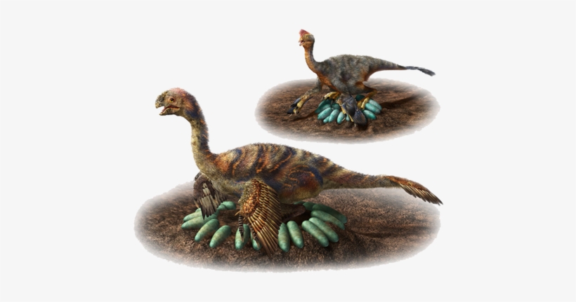 How Does A One-ton Dino Hatch Its Eggs Carefully - Incubation Behaviours Of Oviraptorosaur Dinosaurs In, transparent png download