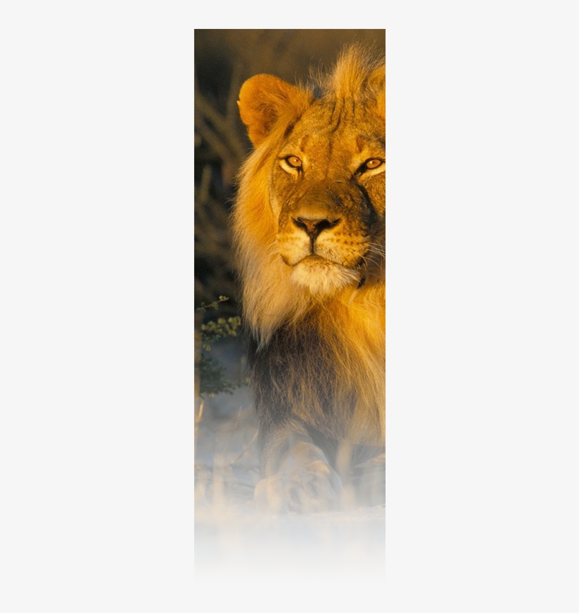 Clock: Heald's Lion Male, Kalahari Gemsbok, South Africa,, transparent png download