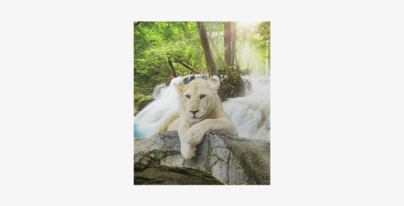 East Urban Home White Lion Graphic Art Print On Canvas, transparent png download