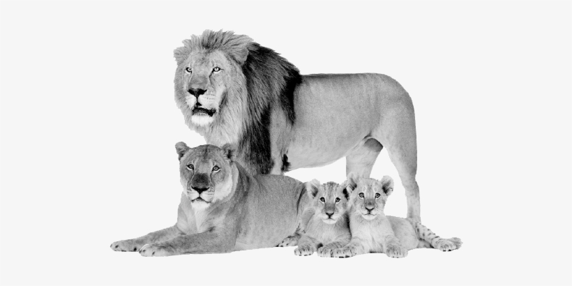 If And For So Long As The Libor Rate Falls Below - Lion, transparent png download