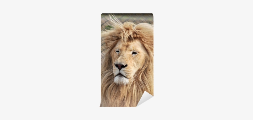 Lion, transparent png download