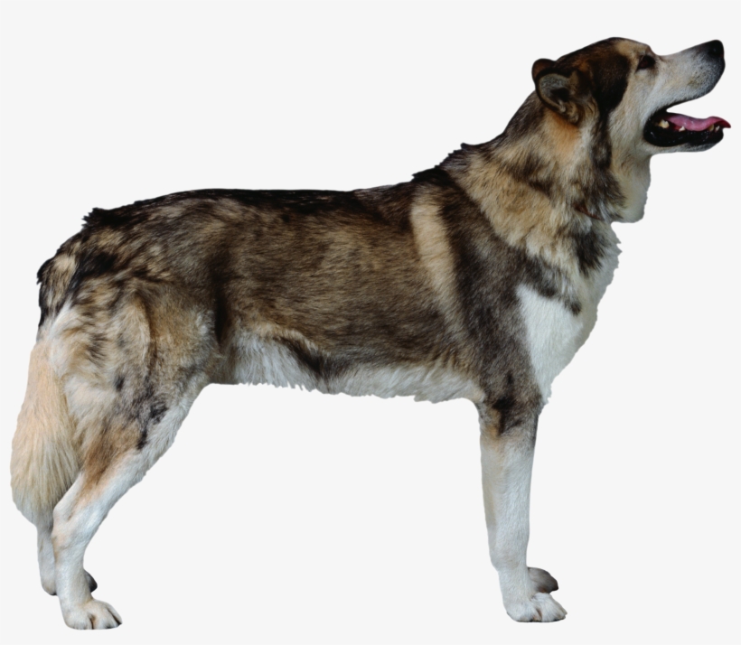 Dog, transparent png download
