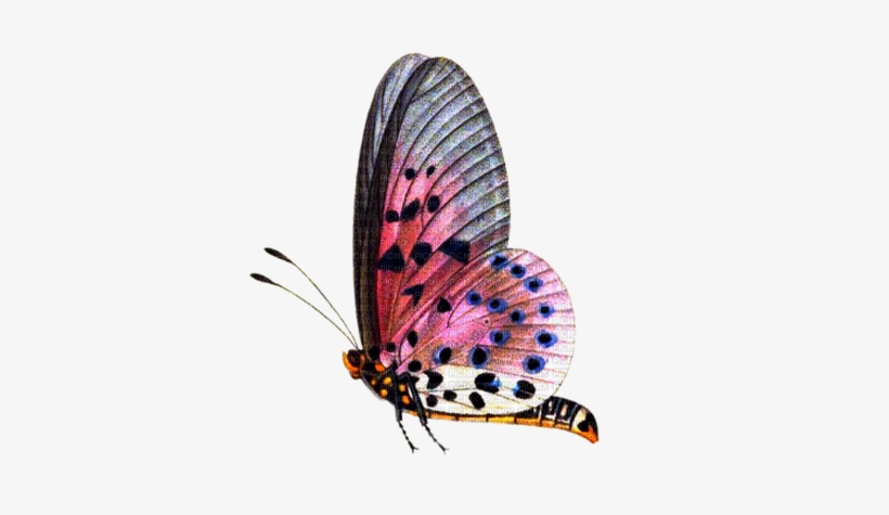 Butterfly Png - Png Format Butterfly Png, transparent png download