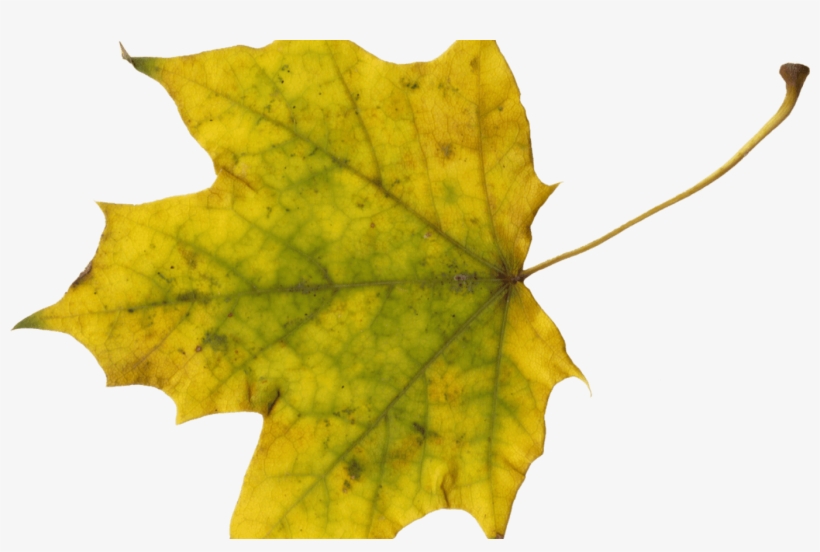 10 Maple Leaves Onlygfxcom - Maple Leaf, transparent png download
