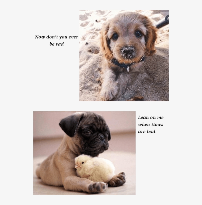 2 - Dog Summer, transparent png download