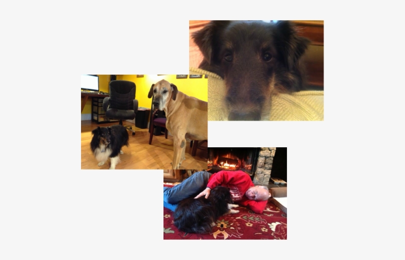 Picture - Companion Dog, transparent png download