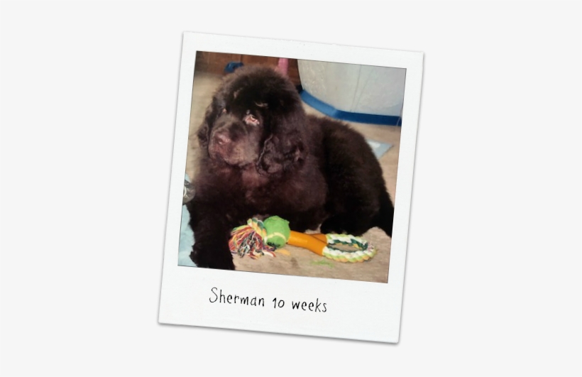 I Could See The Headlines In My Head - Newfoundland, transparent png download