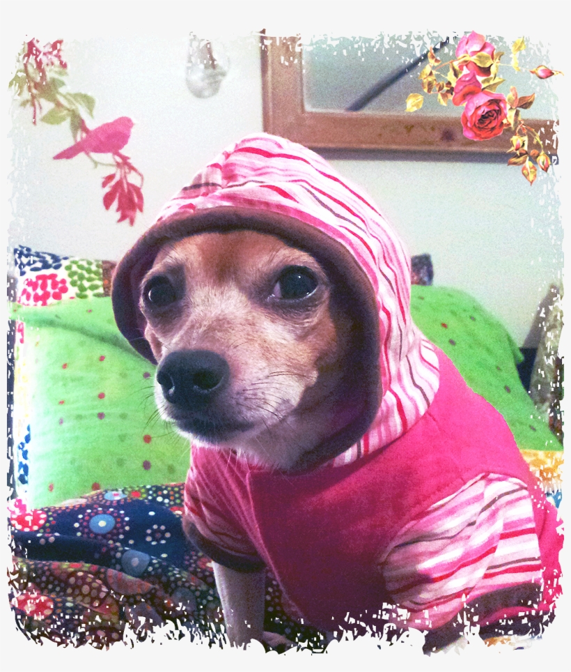 Yes, Binky Is The Cutest Dog In The World - Bird Wall Stickers, transparent png download