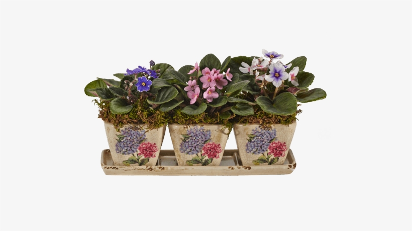 Hannah's Violets • $36 - Violet, transparent png download