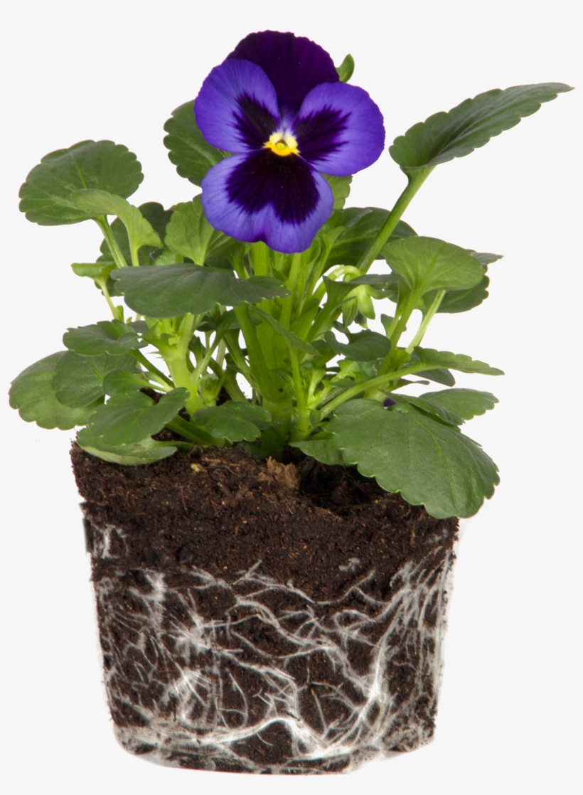 Violaceae, transparent png download