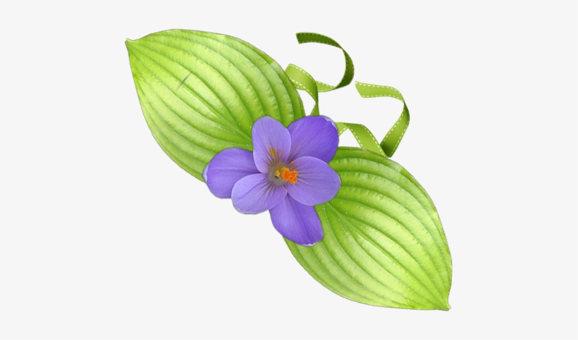 Violets - Scorpion Grasses, transparent png download