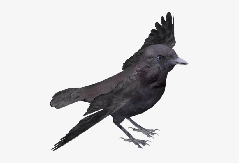 Hawaiian Crow V2 - Rook Bird Transparent Png, transparent png download