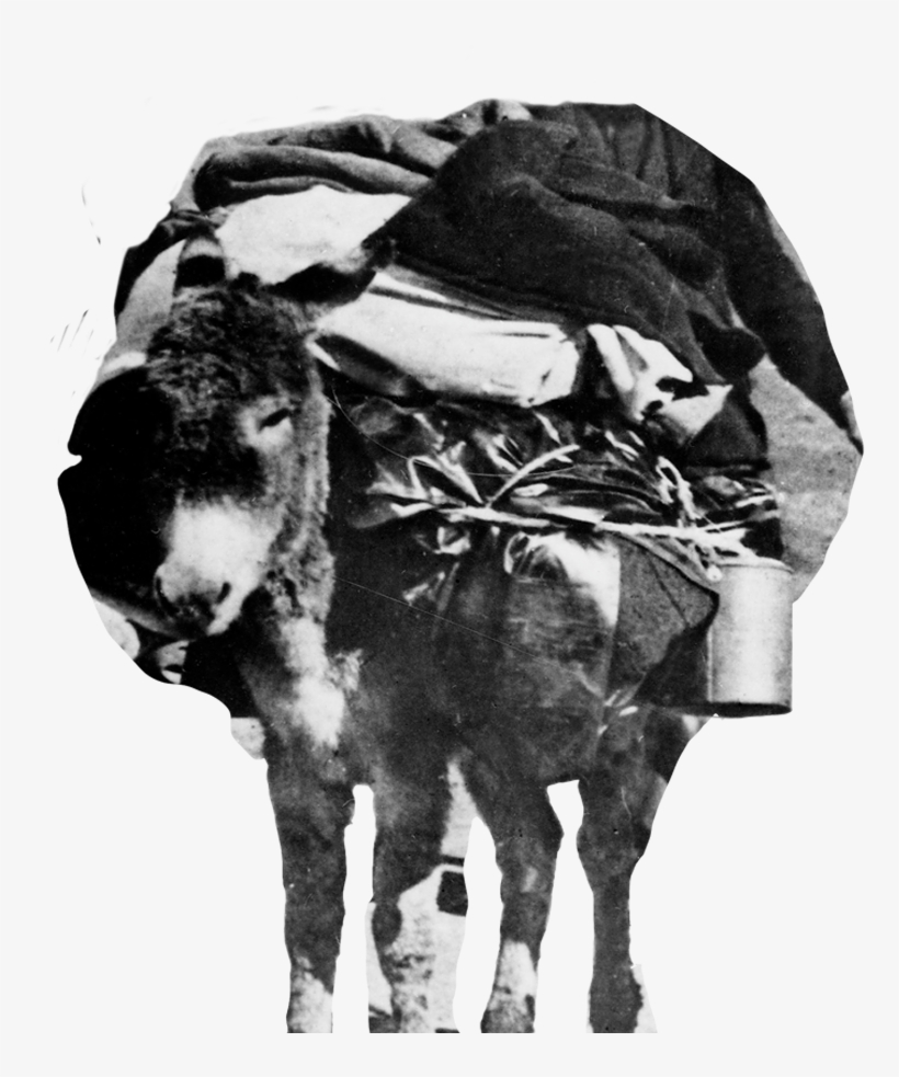 Donkey - California Gold Rush And The '49ers (fact Finders), transparent png download