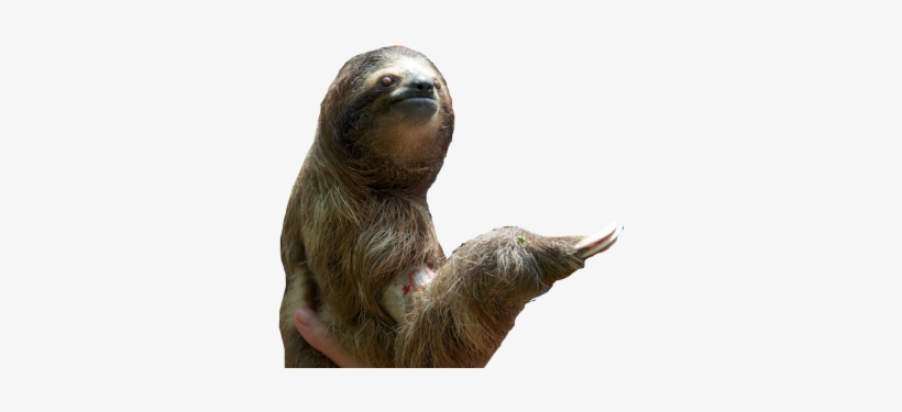 Sloth Pic - Sloth Png, transparent png download