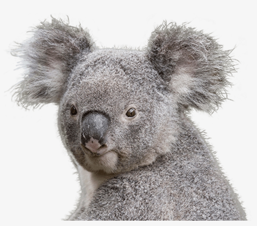 Koala Featured Min - Koala, transparent png download
