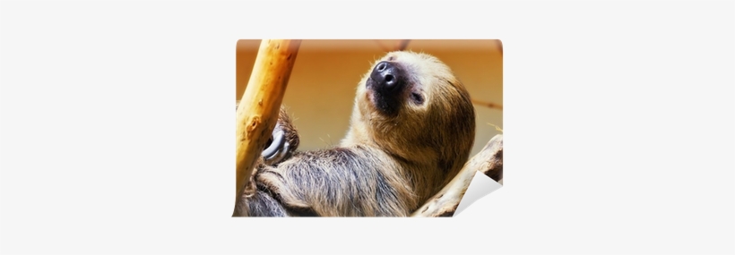 Two-toed Sloths, transparent png download