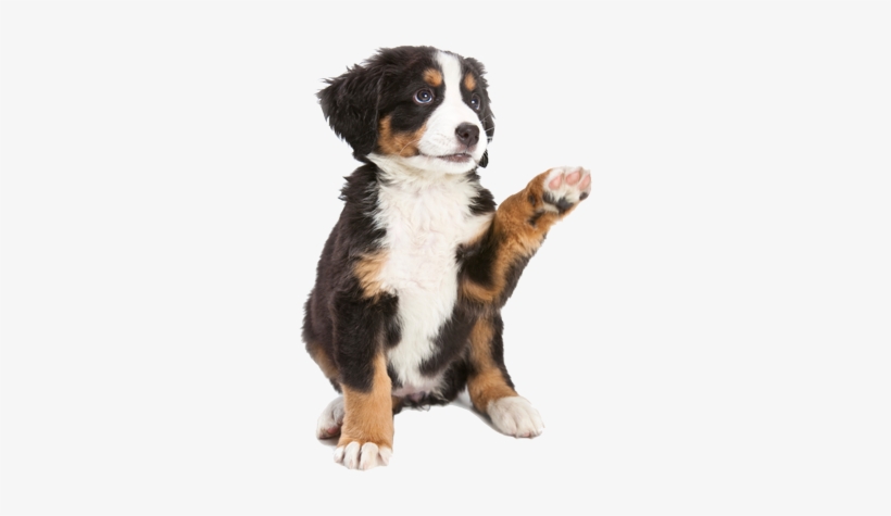 Puppy Starter Program - Dog With Paw Up, transparent png download