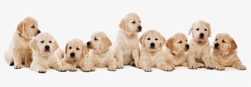 Vetenarian Discounts Philadelphia Pa - 9 Puppies, transparent png download