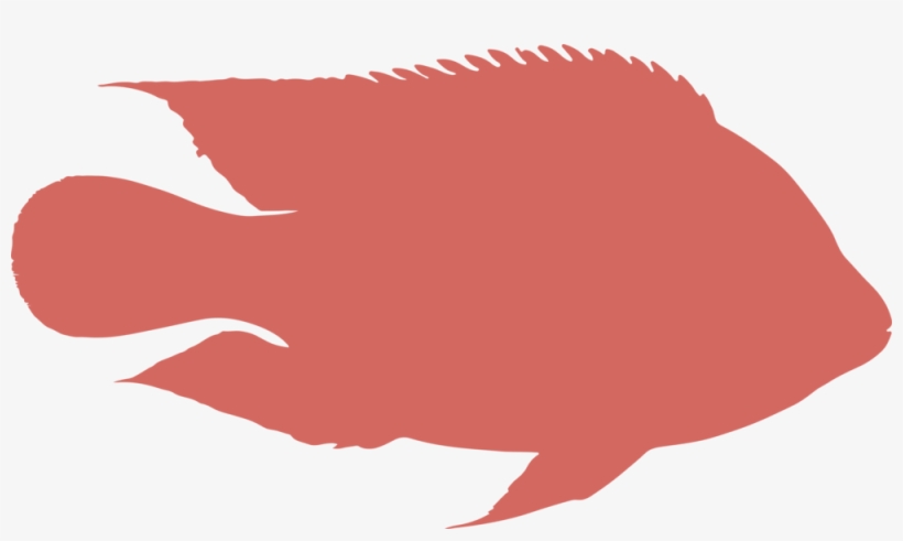 Ras Red Fish - Portable Network Graphics, transparent png download