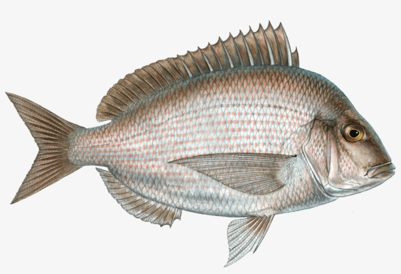 Scup, transparent png download