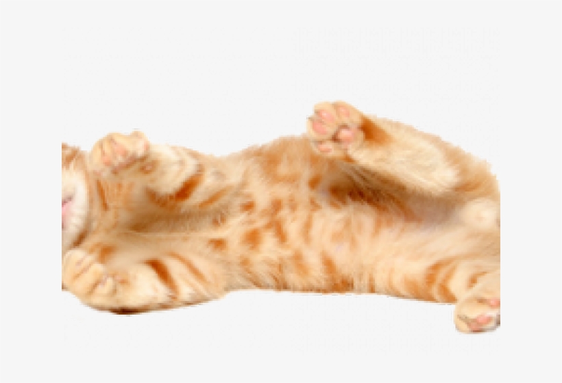 Kitten Png Transparent Images - Wallpaper, transparent png download