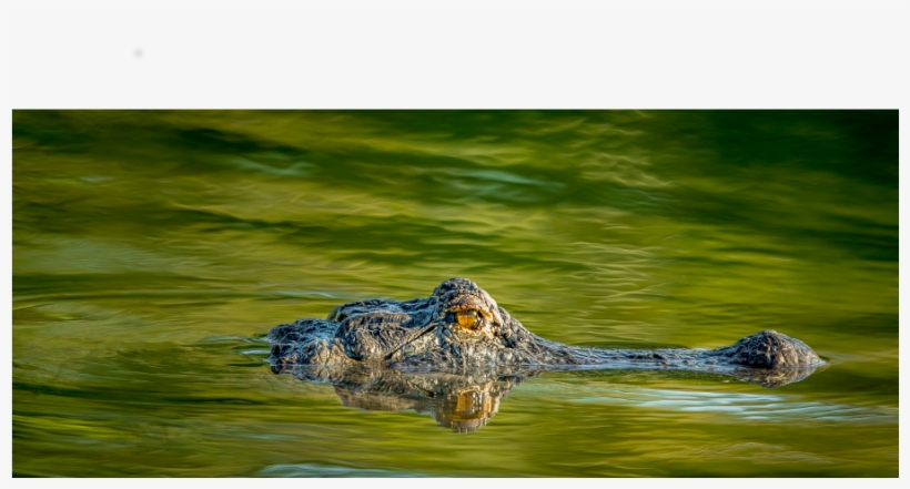 American Alligator, transparent png download