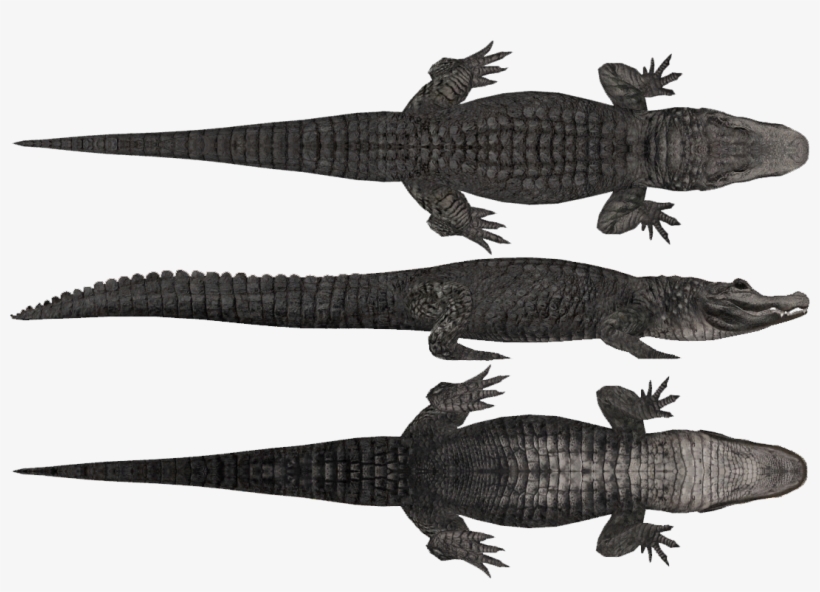 Chinese Alligator - Zoo Tycoon 2 Alligator, transparent png download