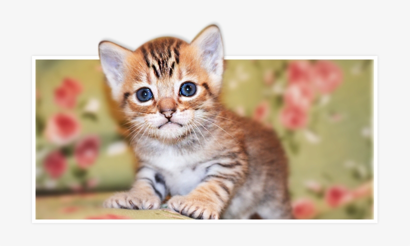 For Pricing Please Call 956 642 6591 Or Email Us At - Pixie Bob Kittens Polydactyl, transparent png download