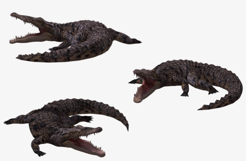 Image - Crocodile, transparent png download