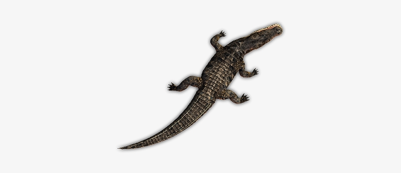 Croc 4 - Crocodile Top View Png, transparent png download