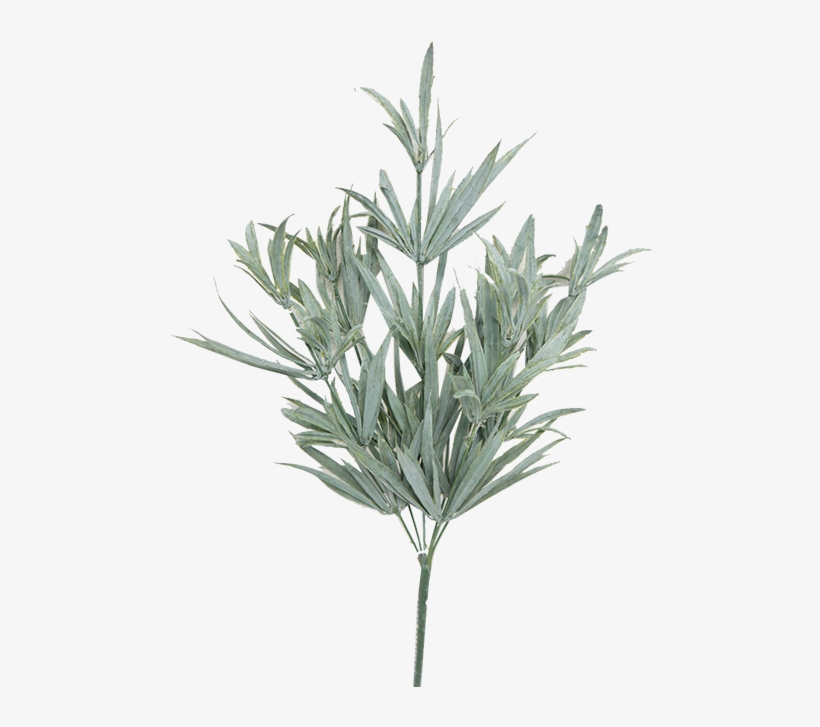 Rosemary Bush Png - Monkshood, transparent png download
