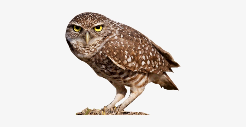 Owl - Burrowing Owl, transparent png download