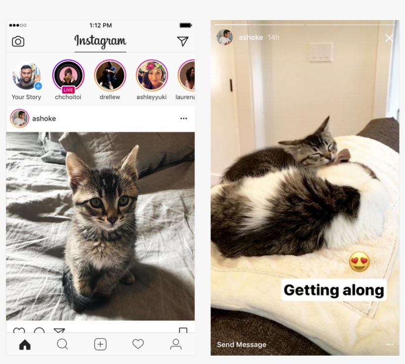 36 Replies 214 Retweets 860 Likes - Instagram Story Cat, transparent png download