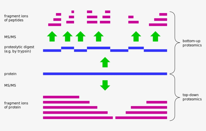 Bottom-up Vs Top Down - Top Down Bottom Up Ms, transparent png download
