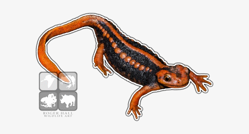 Emperor Newt Decal - Emperor Newt Throw Blanket, transparent png download