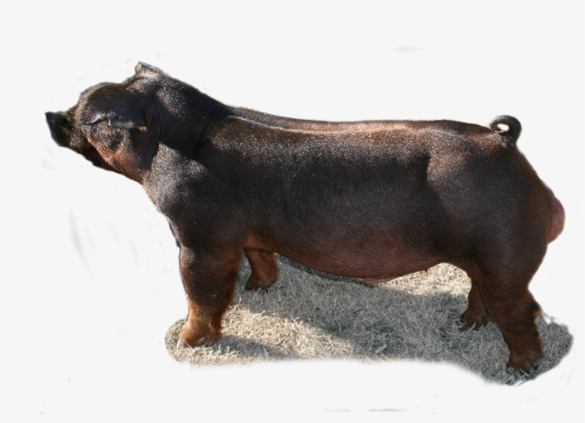 2018 Champion Duroc - Domestic Pig, transparent png download