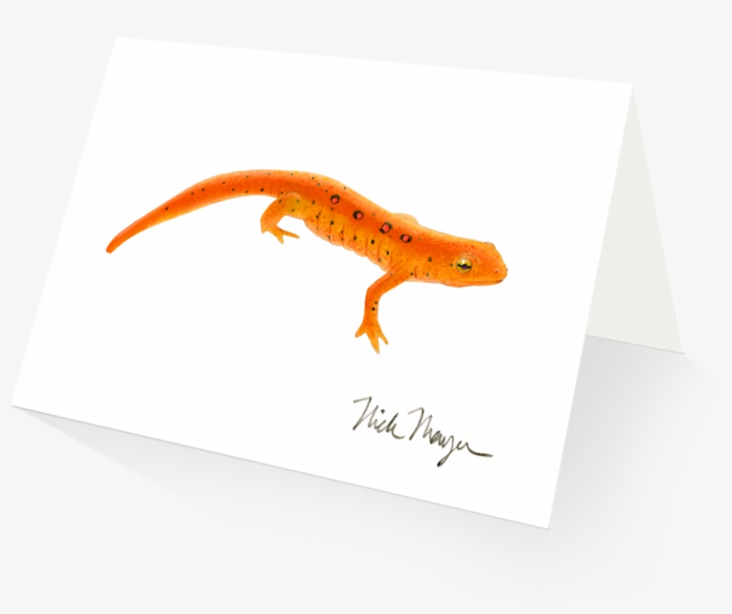 Red Eft Newt - Eastern Newt, transparent png download