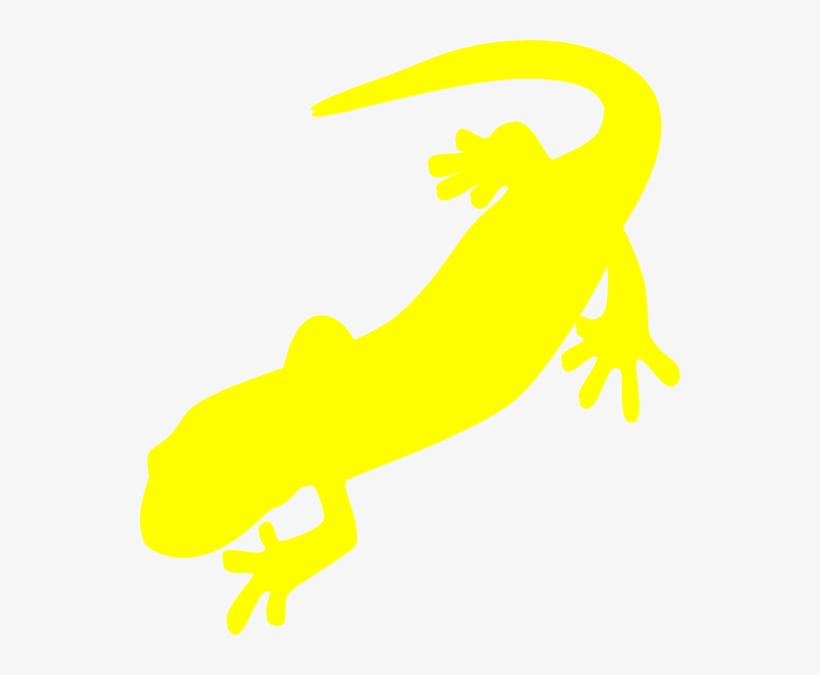 Newt Clipart Amphibian - Salamander, transparent png download