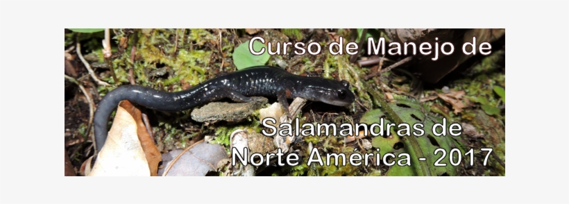 2017 Salamander Course Es, transparent png download