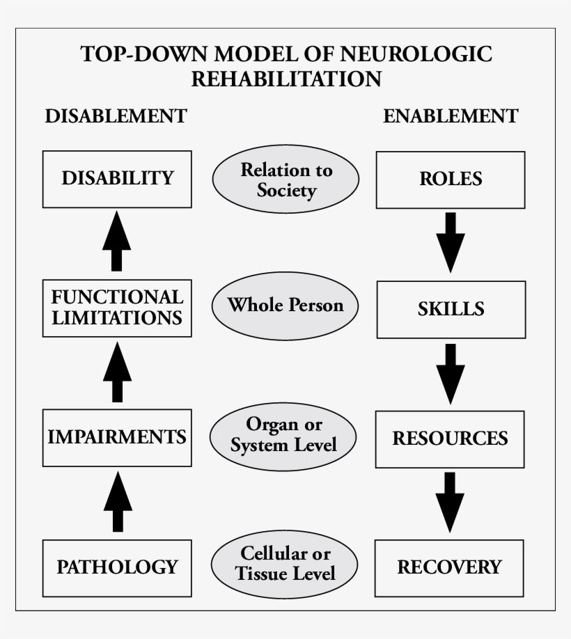 Top Down Model Of Neurologic Rehabilitation Presented - Neurology, transparent png download