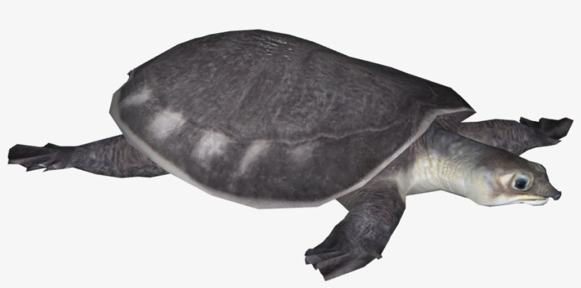 Pig-nosed Turtle - Kemp's Ridley Sea Turtle, transparent png download