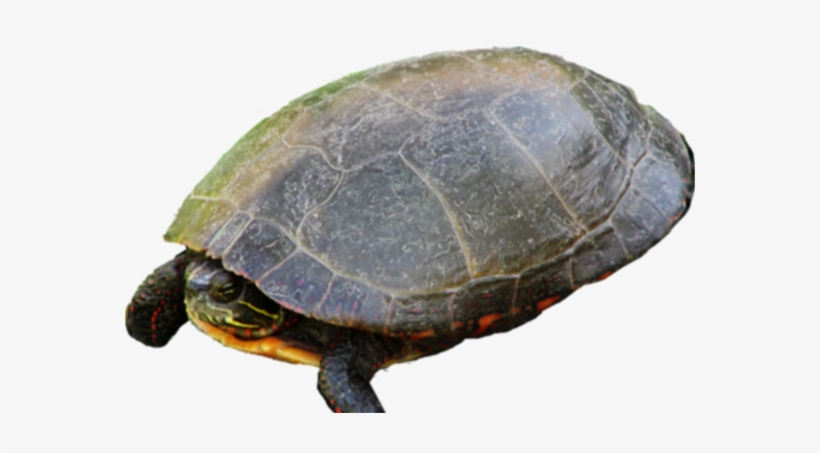 From Charles Fort's The Book Of The Damned - Turtle, transparent png download
