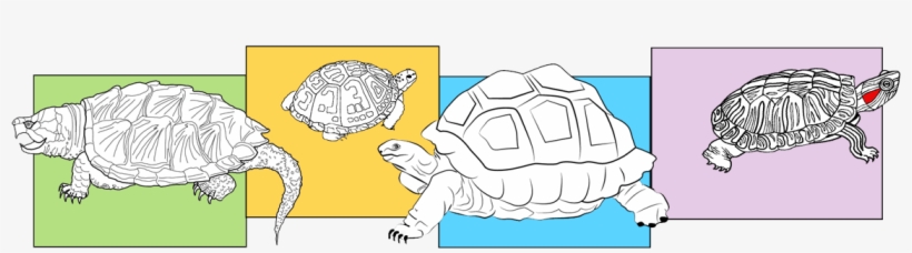 Central Mississippi Turtle Rescue - Galápagos Tortoise, transparent png download