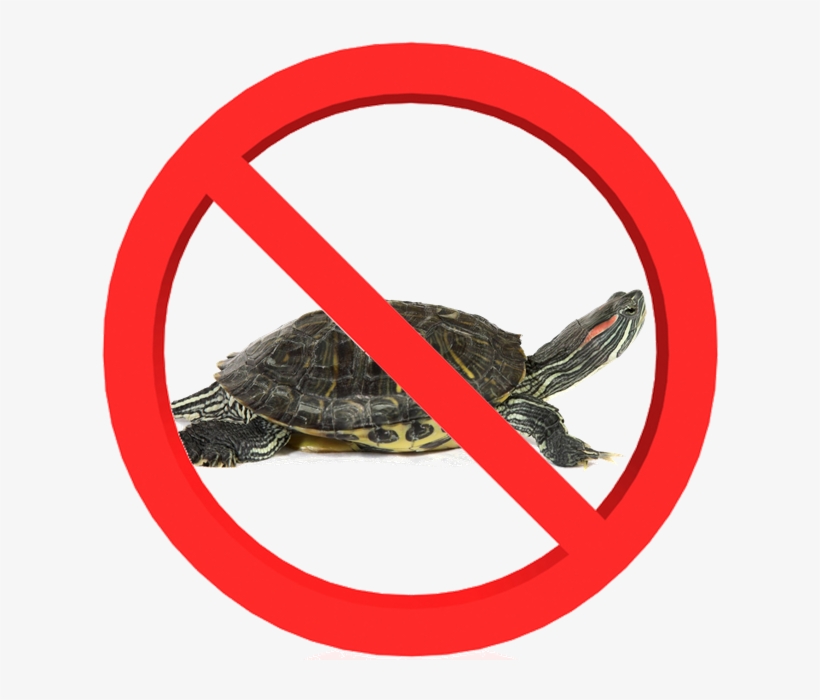 Red-eared Sliders Are Not Native To Pennsylvania, But - Red Eared Turtle, transparent png download
