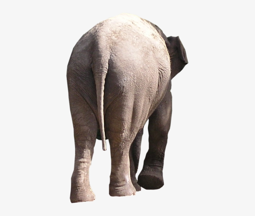 Elephant Behind Png - Portable Network Graphics, transparent png download