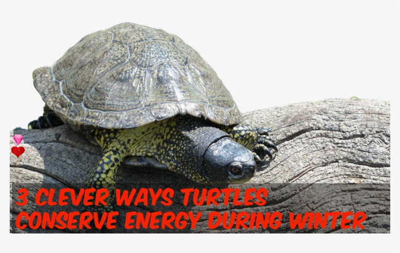 Turtles Saves Energy Using 3 Clever Ways - Photograph, transparent png download