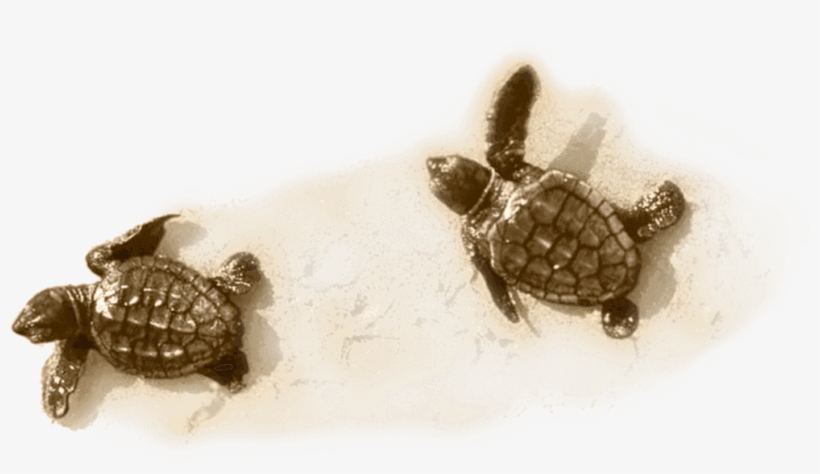 Little Turtle On Sand - Sea Turtle, transparent png download