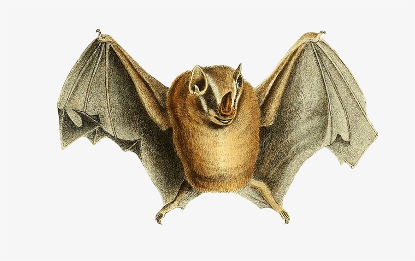 Cute Image Of Bat Lifting Its Bat Wings Png - Phyllostoma, transparent png download